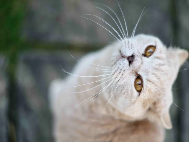 смотрит, кот, кошка, вверх