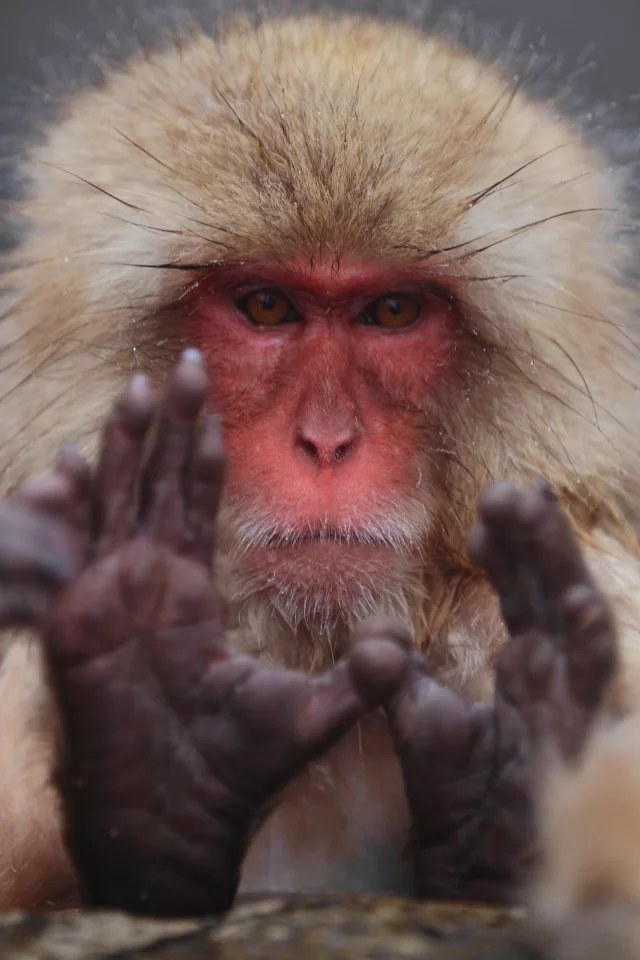 японский макак, macaca fuscata