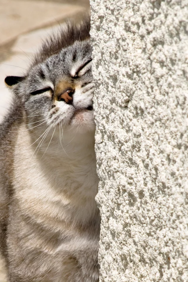 мордочка, кошка, стена, кот
