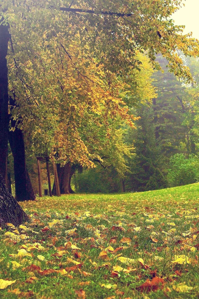 autumn, forest, осень