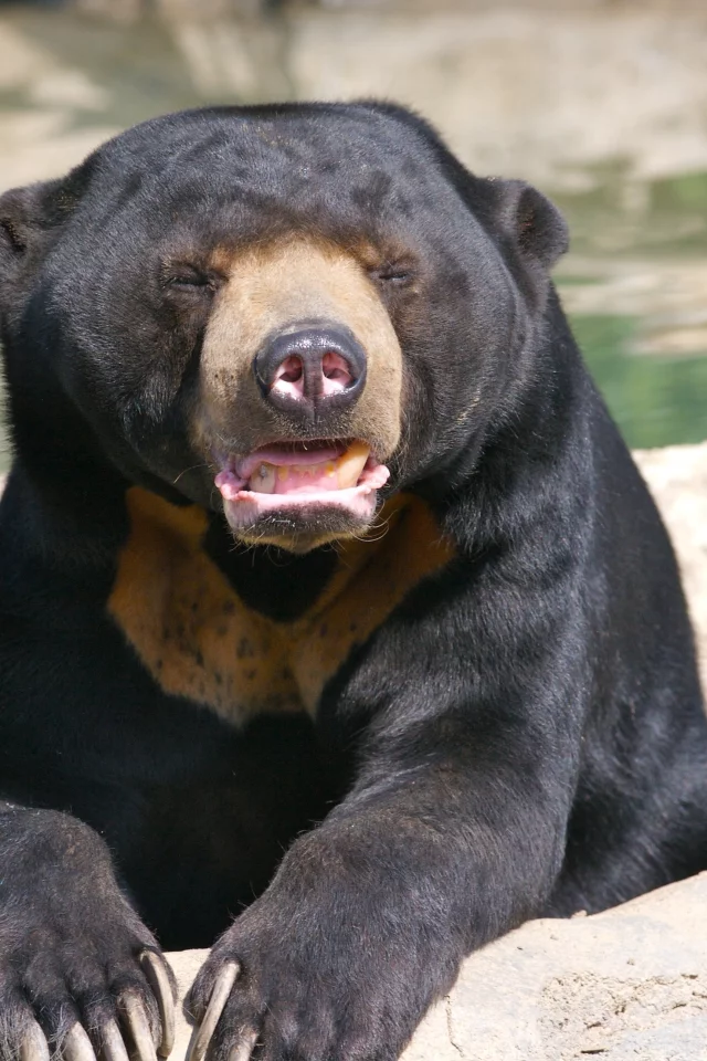 ursus malayanus, солнечный медведь