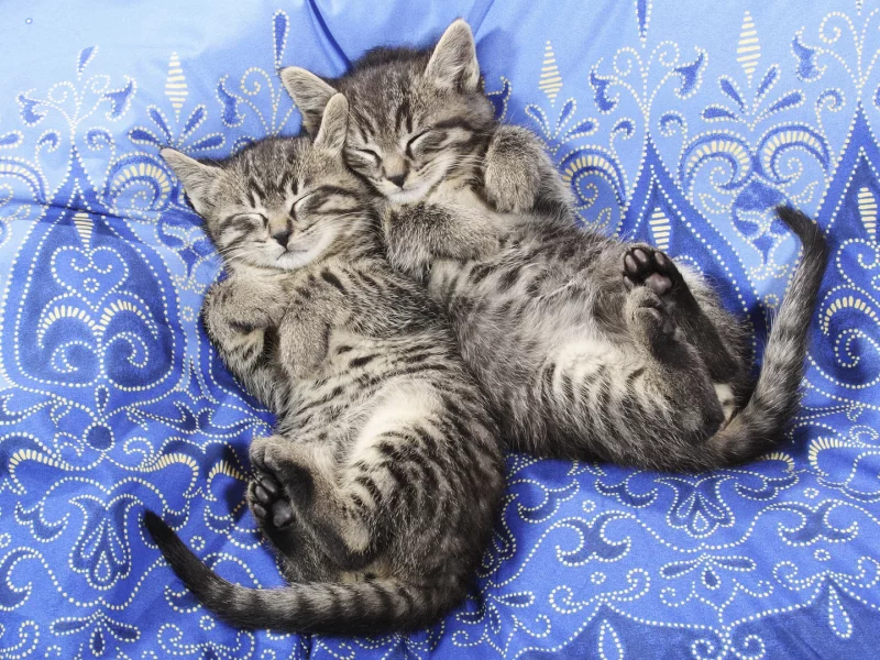 котята, покрывало, сон