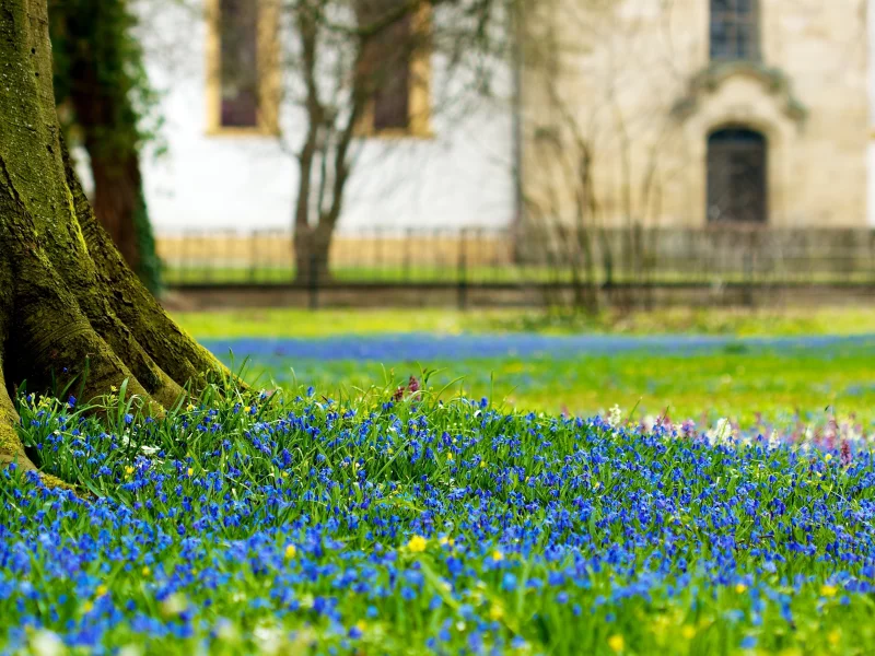 поляна, цветы, castle, замок, scilla flowers