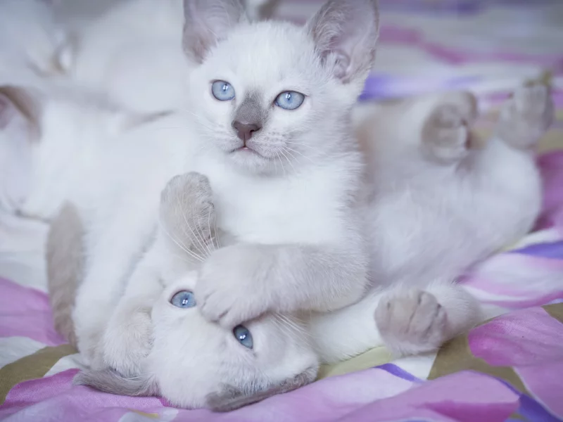 игра, котята, друзья