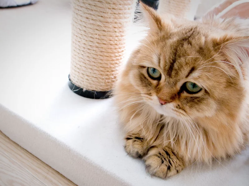 дом, кошка, фон