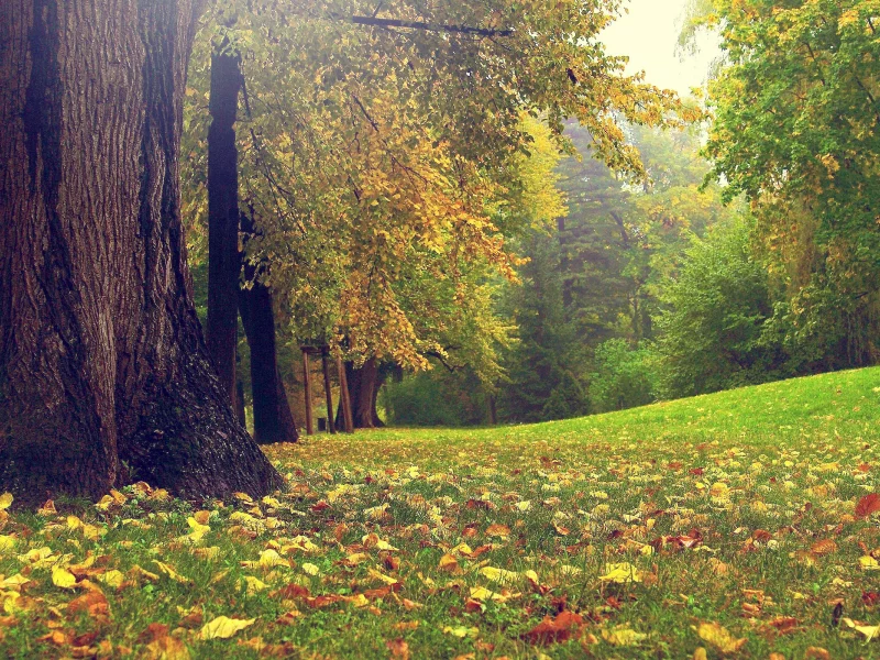 autumn, forest, осень