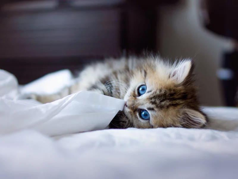 кошка, синеглазая, кот, котенок