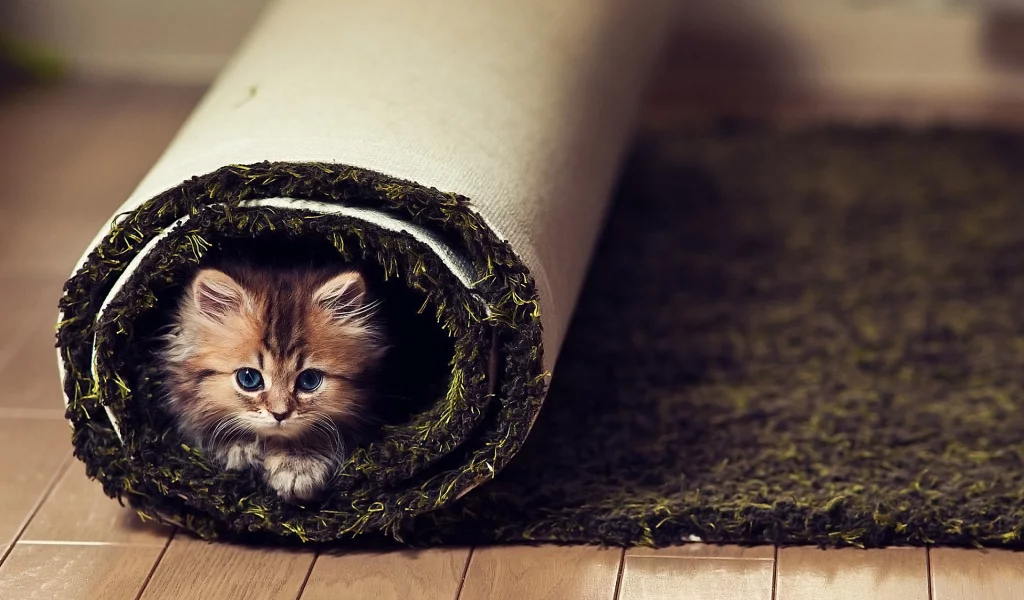 взгляд, котенок, ковер, пол