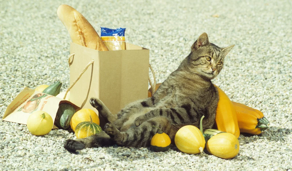батон, котяра, shoping