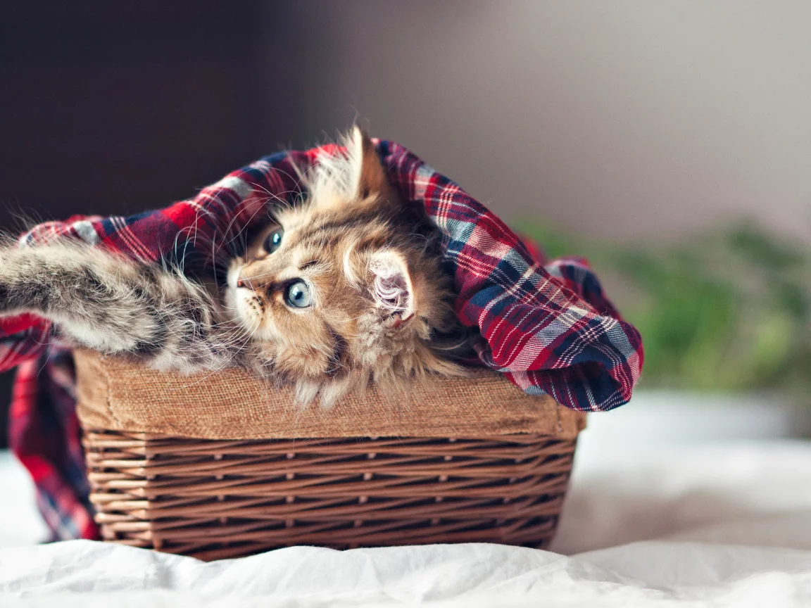 eyes, кошка, cat, kitty, paws, basket, face, kitten, ben torode