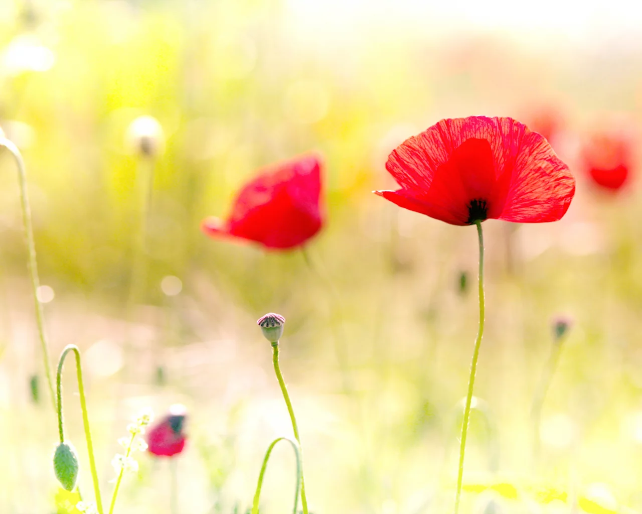 field, маки, poppy, spring flowers, цветы