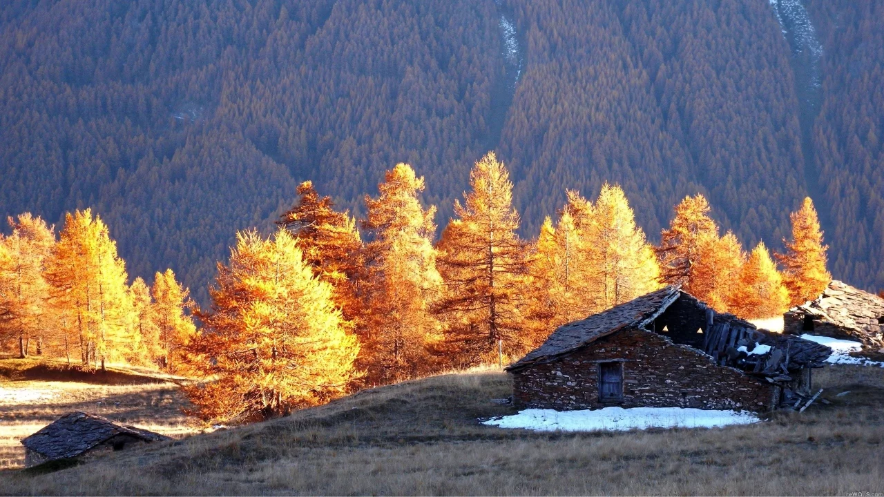 избушка, деревья, лес