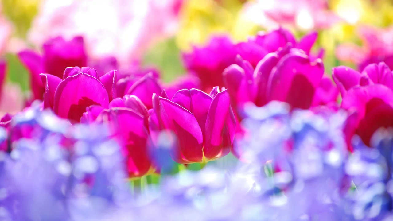 тюльпаны, tulips, summer, flowers, sunny, colors, цветы