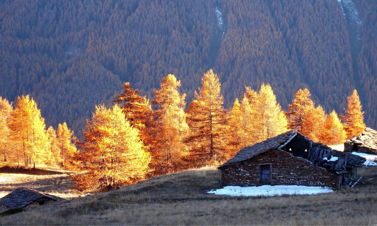 избушка, деревья, лес