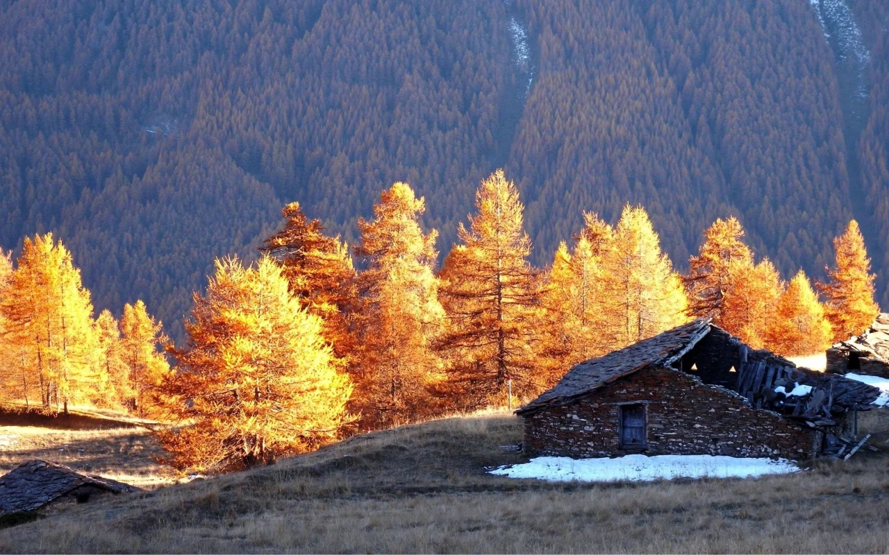 избушка, деревья, лес
