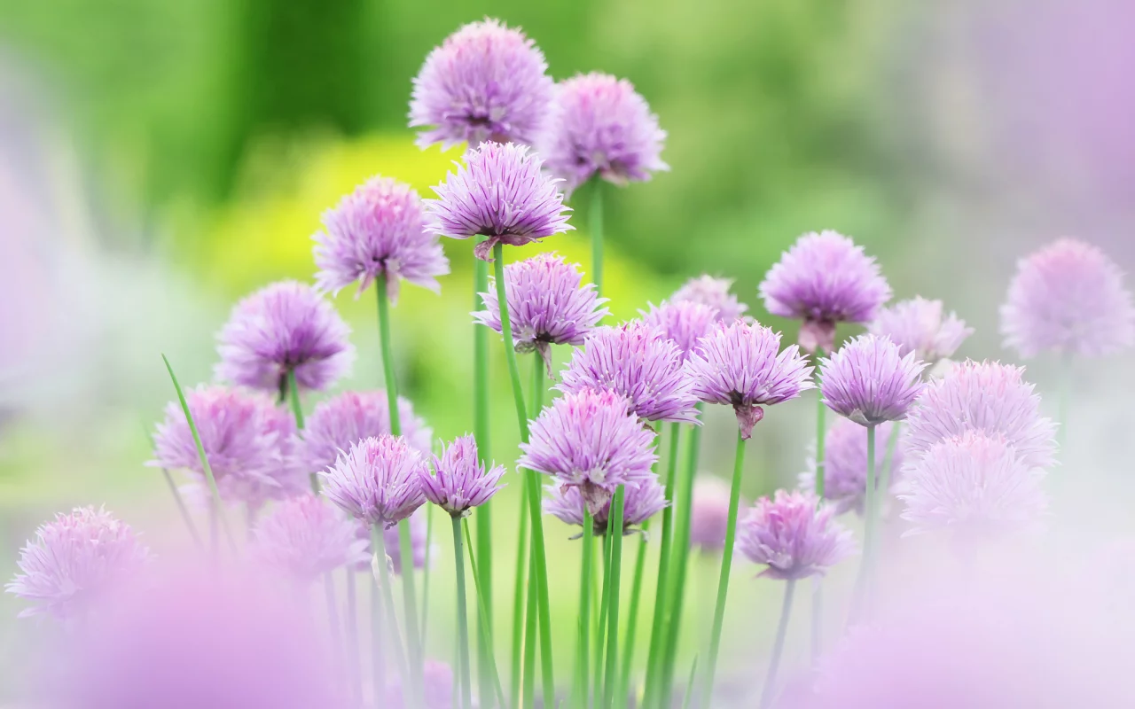 chives, розовые, цветы, flower