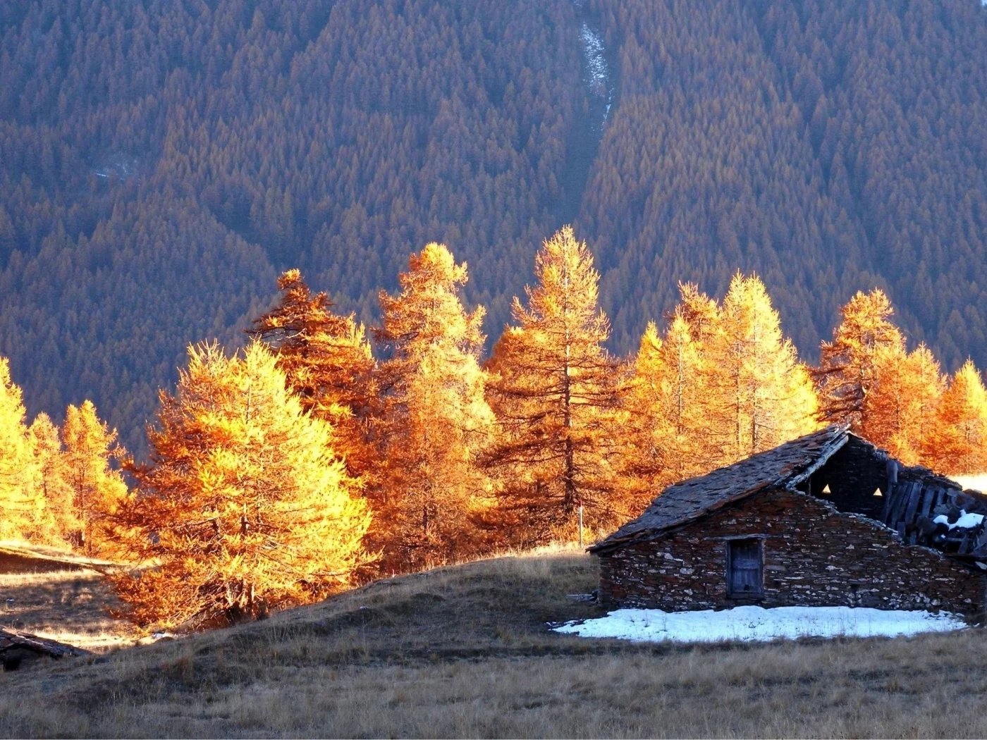 избушка, деревья, лес