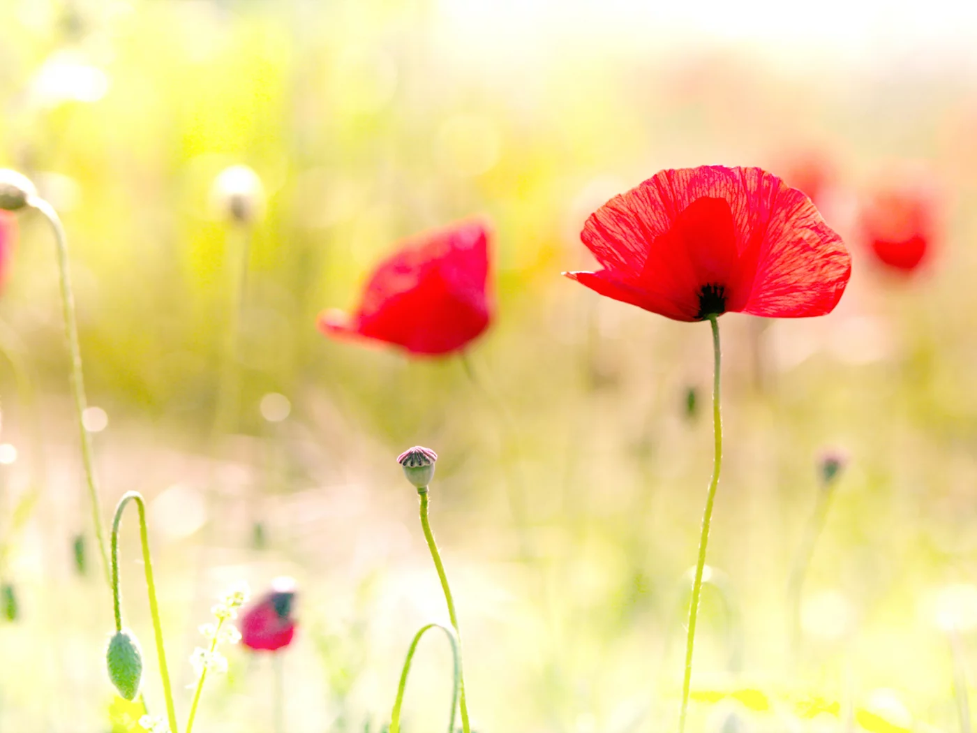 field, маки, poppy, spring flowers, цветы