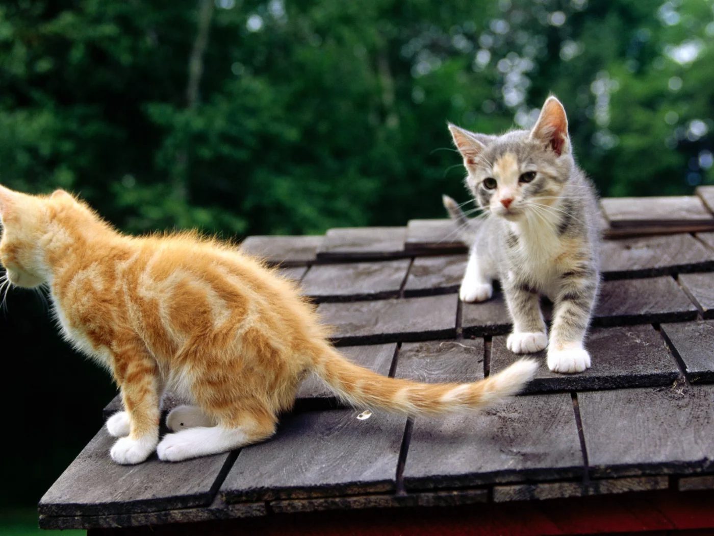 киска, киса, кошка, кот, котенок, cat