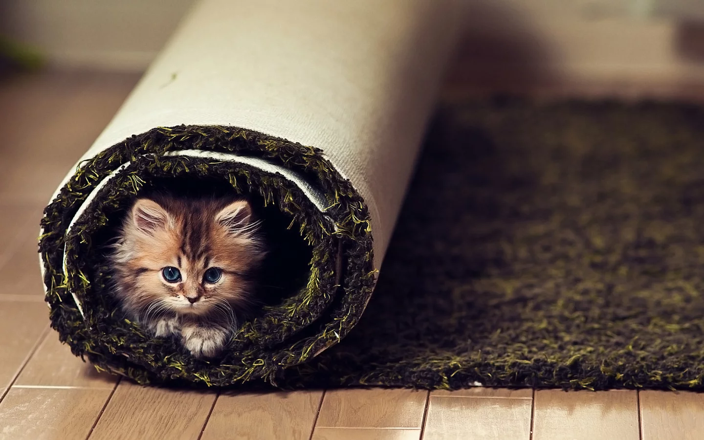 взгляд, котенок, ковер, пол
