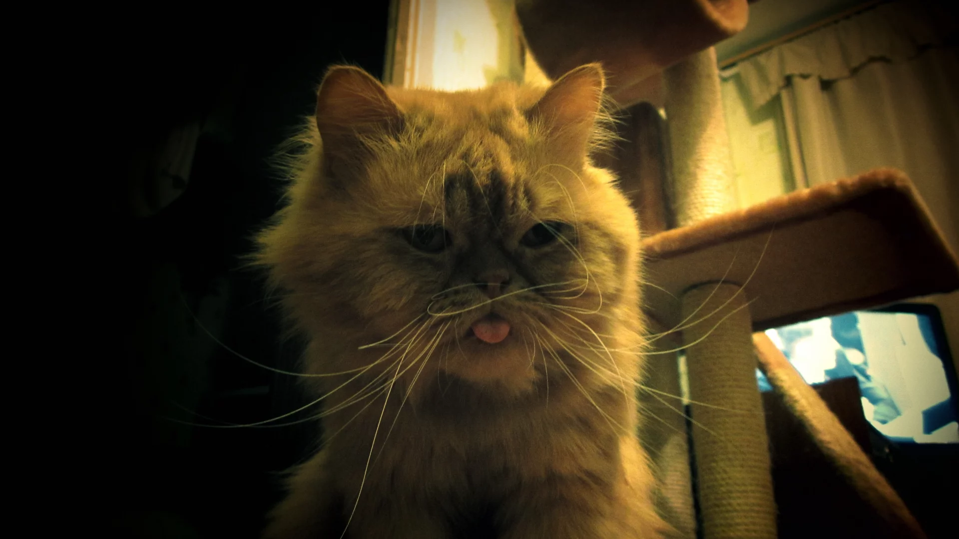 cat, кот