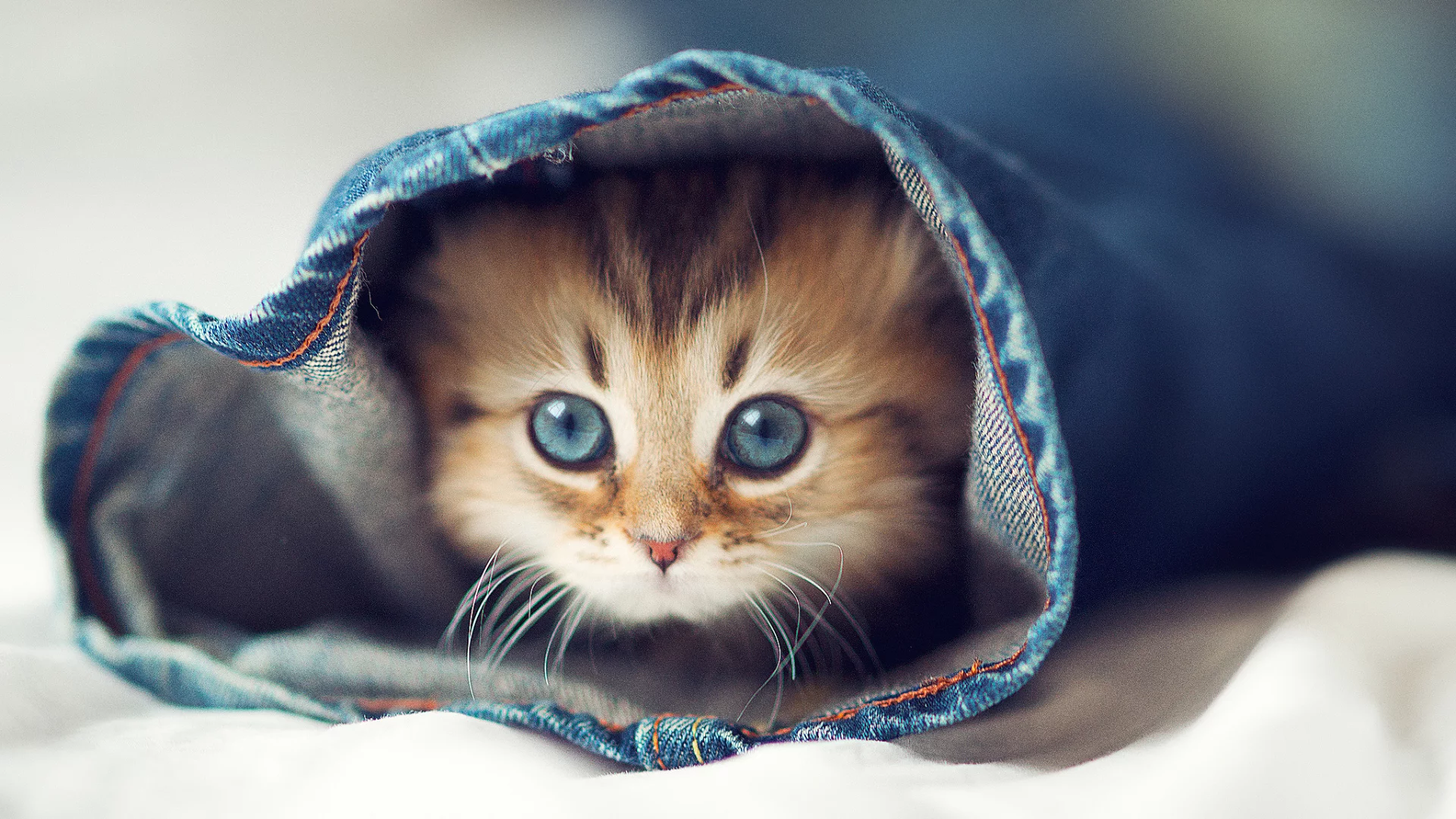 кот, кошка, котенок, халоша, джинсы