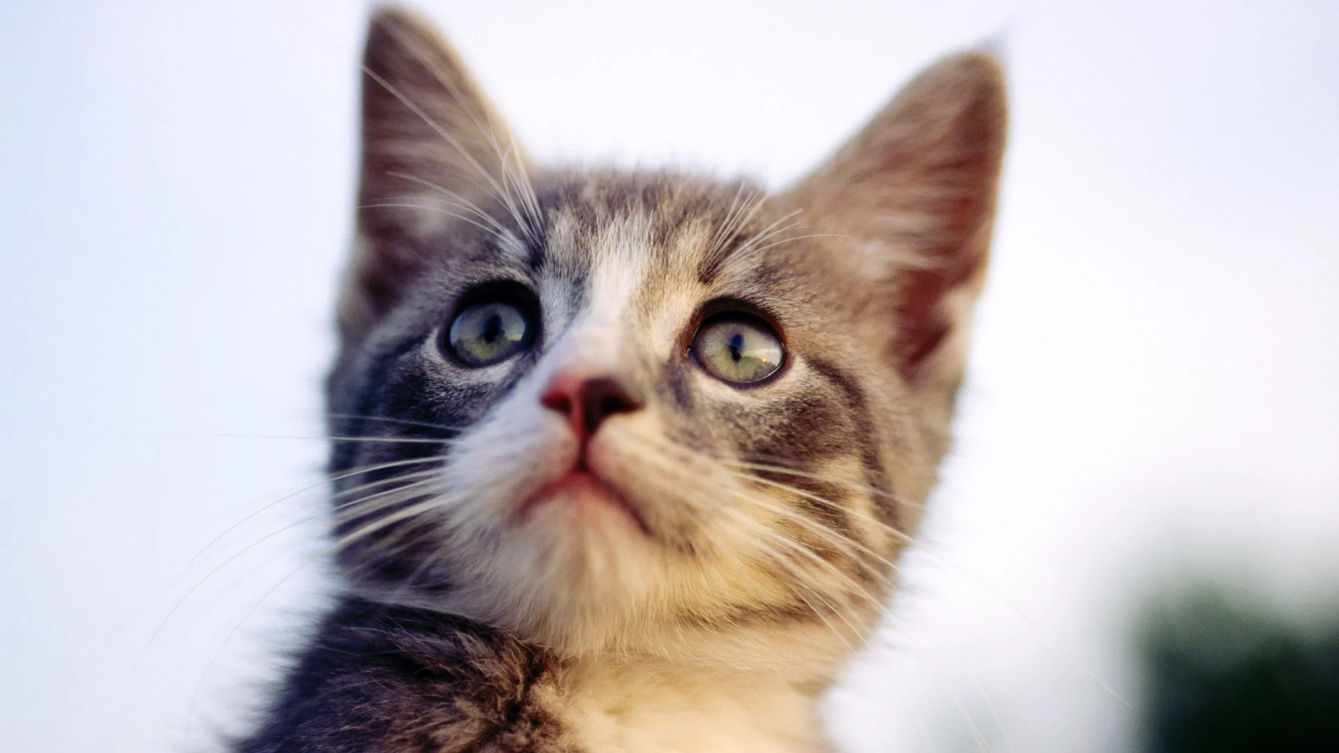 кот, cats, котенок, кошка
