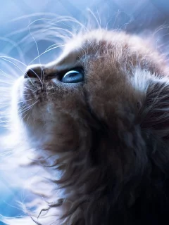 портрет, голубой фон, котёнок