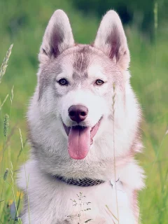 собака, фон, сибирский хаск