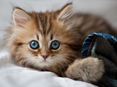 blue eyes, kitty, кошка, глаза, eyes, cat, cute, paws