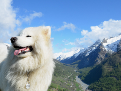 небо, собака, горы