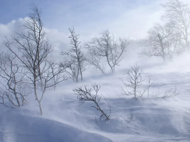 зима, снег, деревья