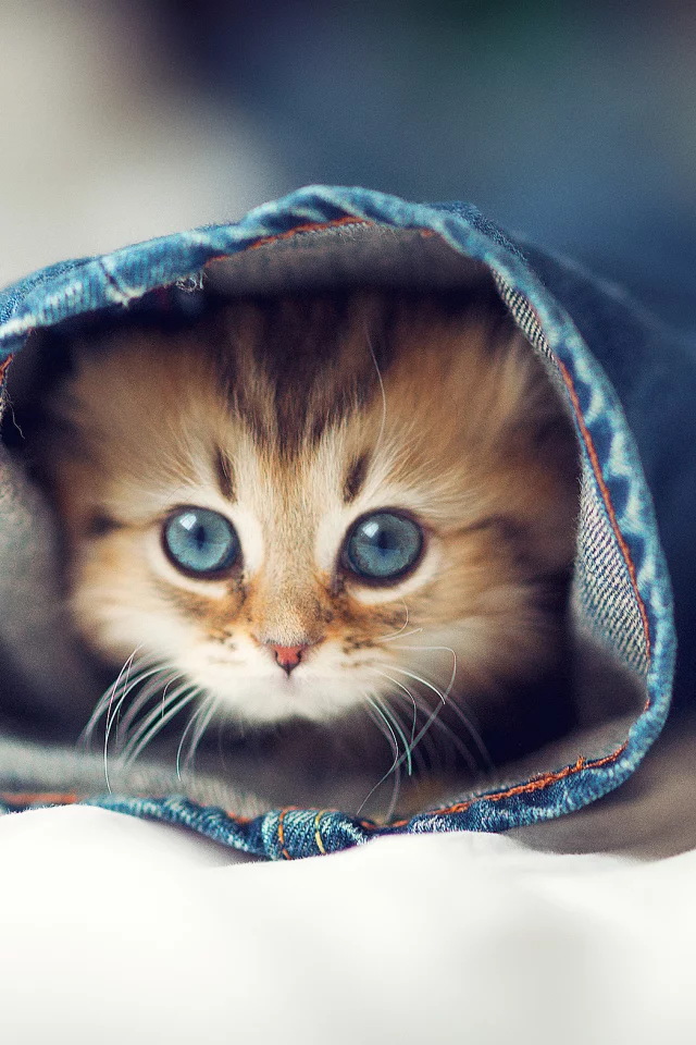 кот, кошка, котенок, халоша, джинсы