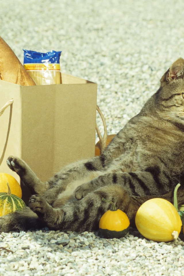 батон, котяра, shoping