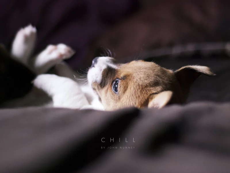 собака, щенок, chill, покрывало