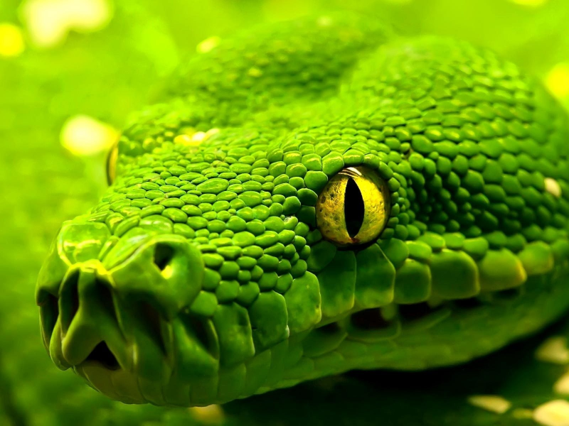 зеленая, голова, змея, green, snake, взгляд
