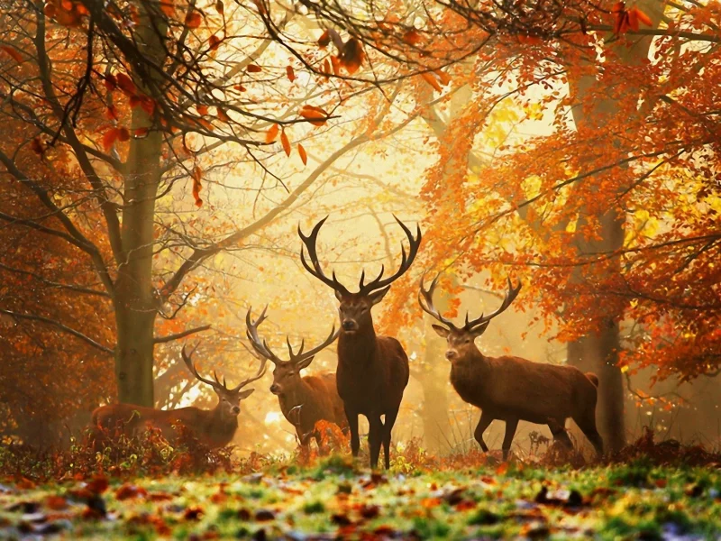 красота, лес, олени, живопись, природа
