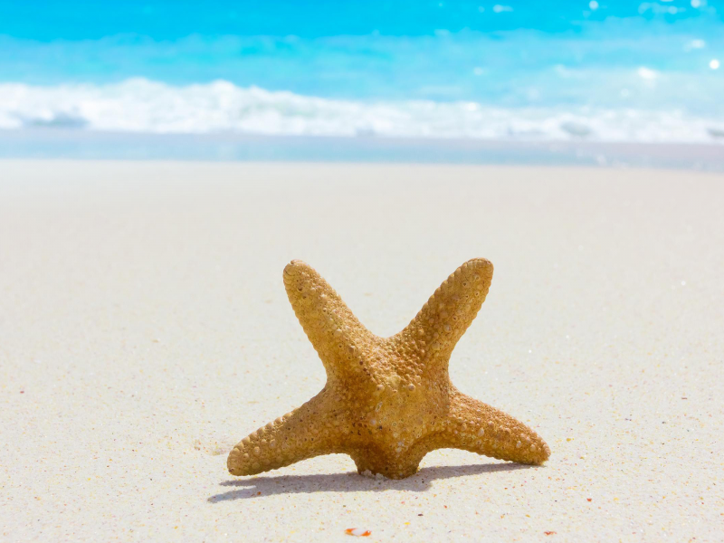 starfish, sea, пляж, beach, nature, summer, sand, природа