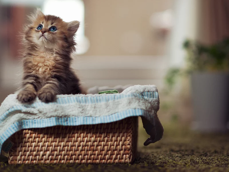 кошка, cute, cat, глаза, paws, eyes, blue eyes, kitty