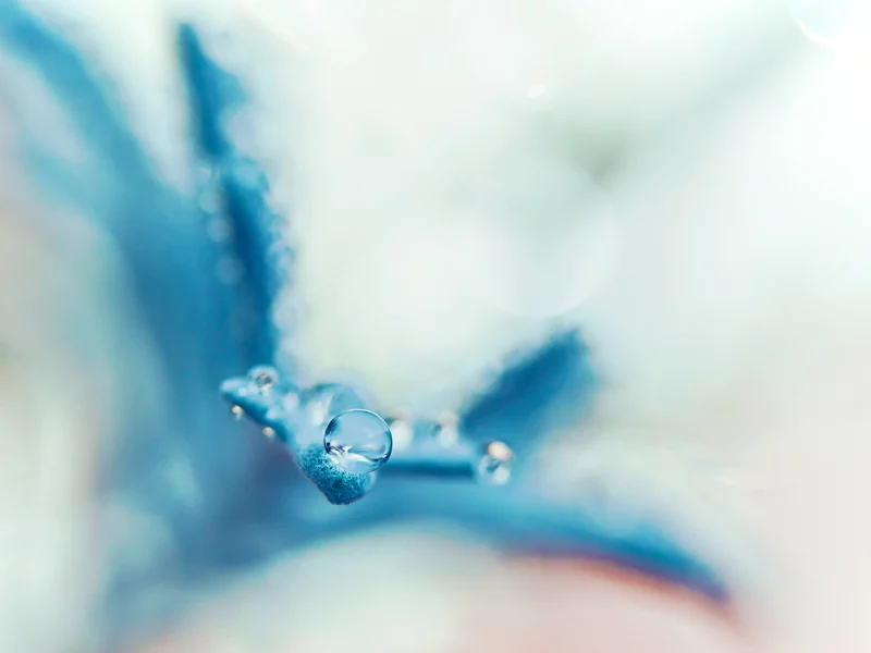 macro, роса, макро, лепесток, капля