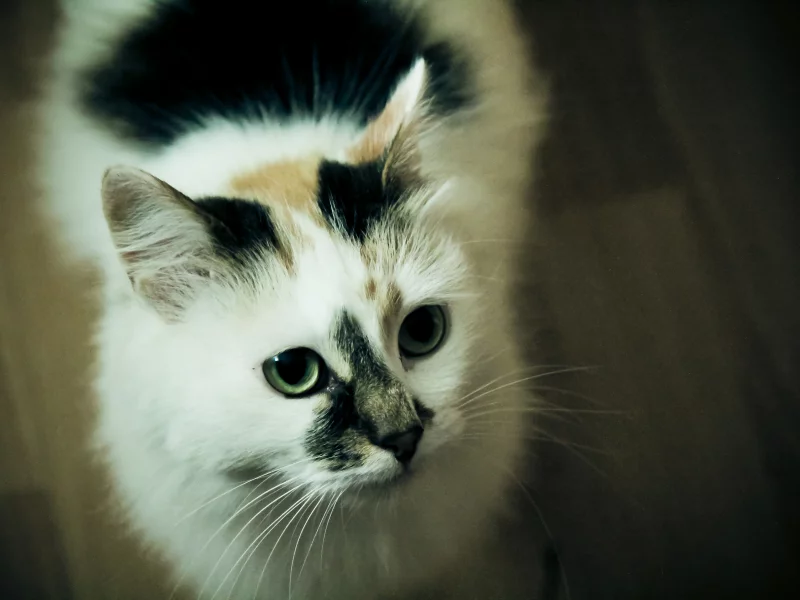 шерсть, усы, кошка, глаза, мордашка, кот