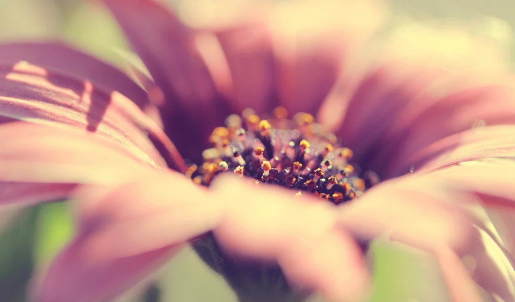 flower, beautiful, romantic, rose, цветок,, close up
