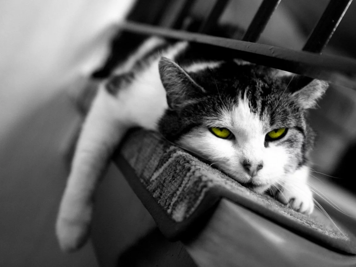 кот, сонный, сон, кошка