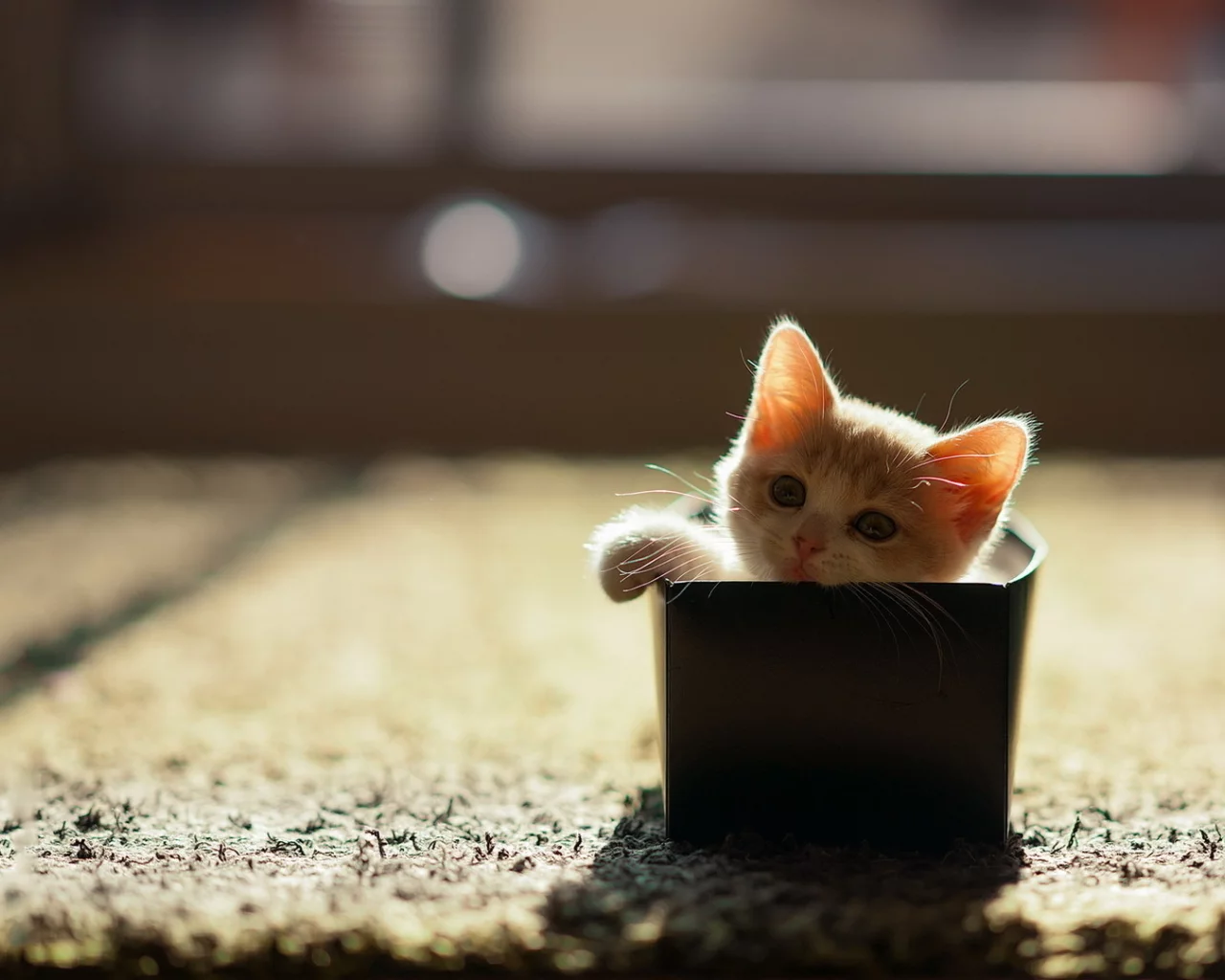 дом, коробка, кошка