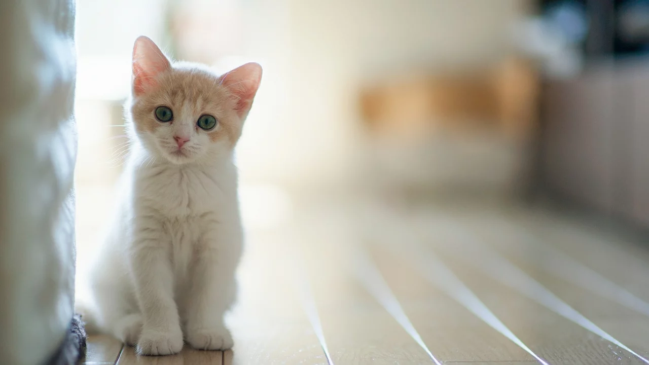 доски, ben torode, котенок, пол, hannah, кошка