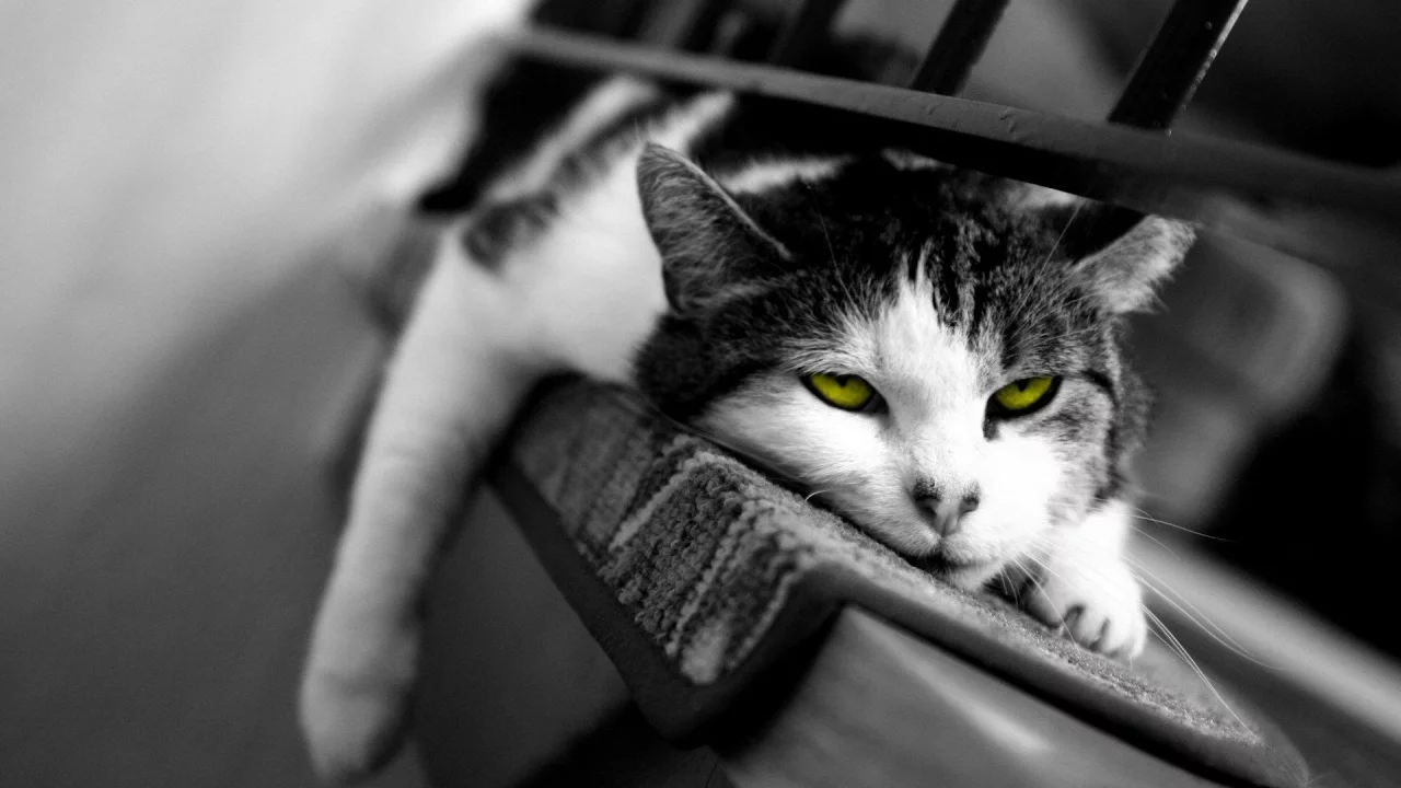 кот, сонный, сон, кошка