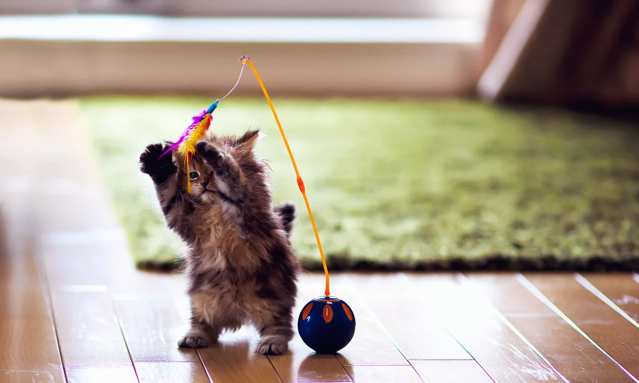 daisy, игрушка, ben torode, котенок, кошка