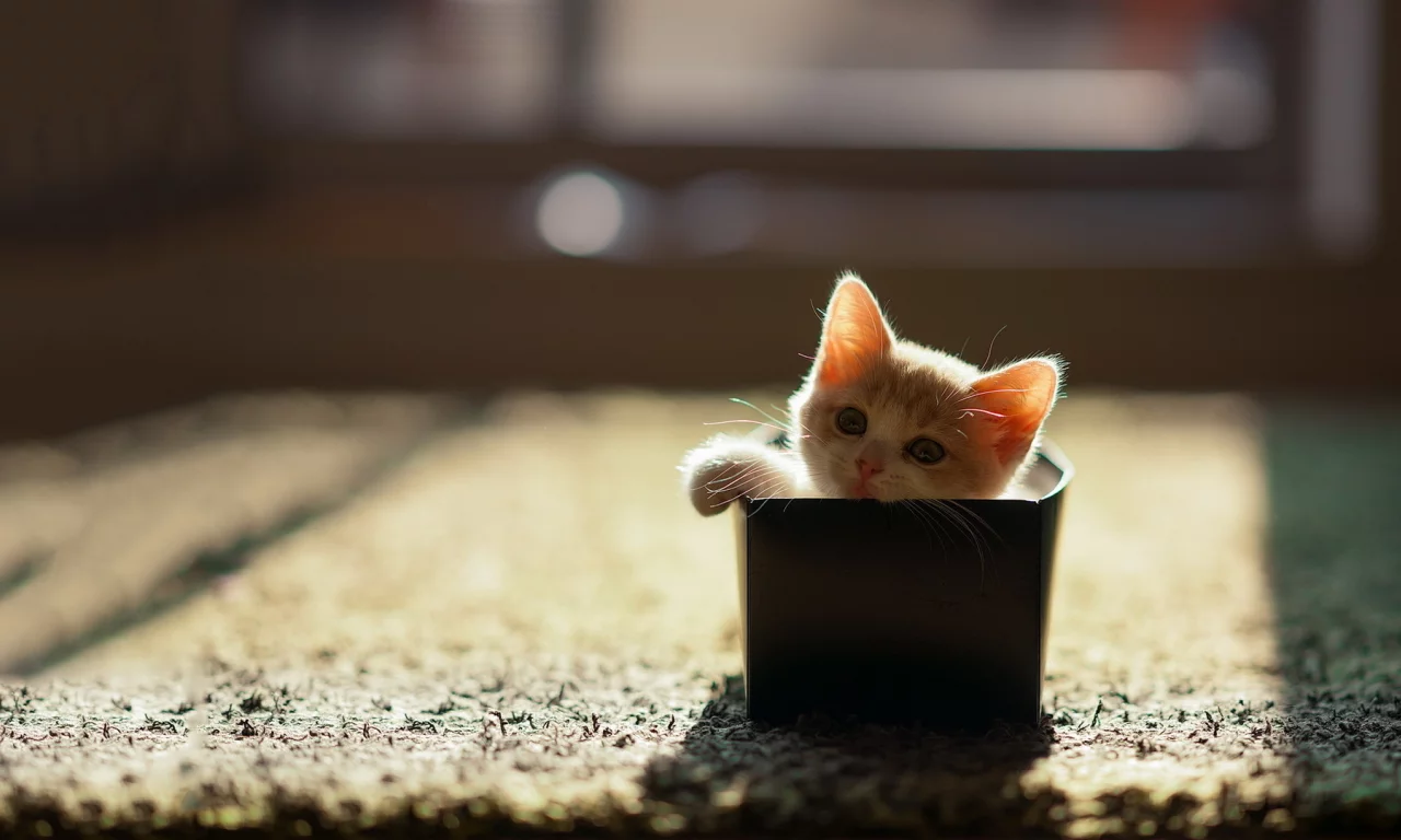 дом, коробка, кошка
