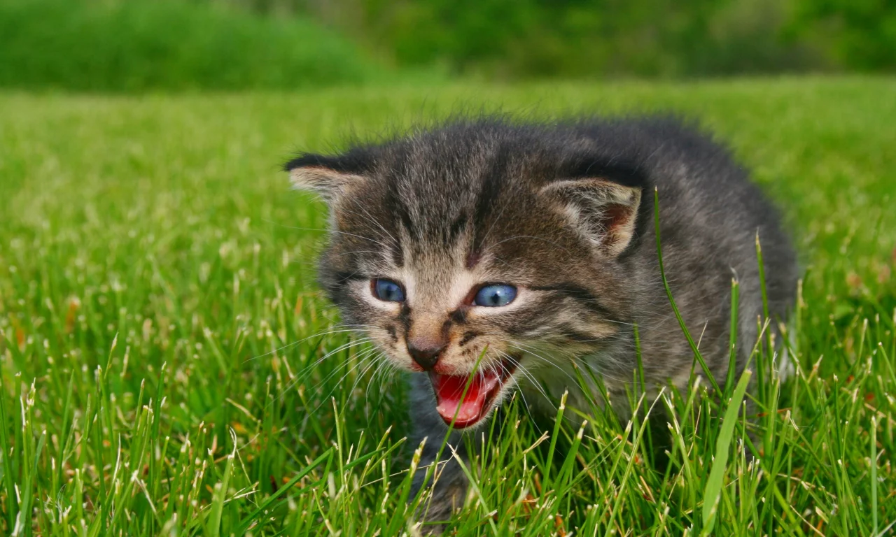 котенок, животные, calling for mommy