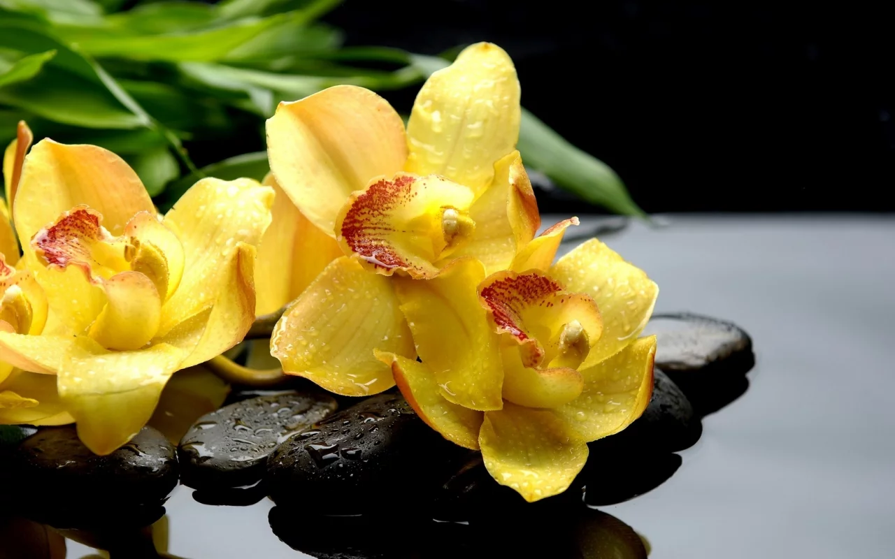 камни, черные, orchids, желтые, орхидеи